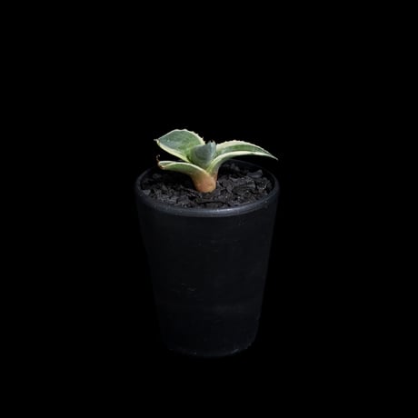 アガベ パリー トルンカータ オリザバ / Agave parryi var. truncata variegated 'Orizaba' #1