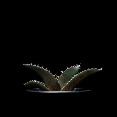 アガベ チタノタ 白鯨 / Agave titanota ‘White Whale’ #52