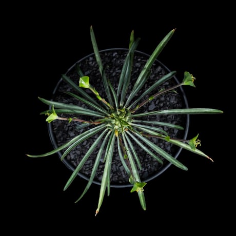 ユーフォルビア ブバリナ / Euphorbia bubalina #1