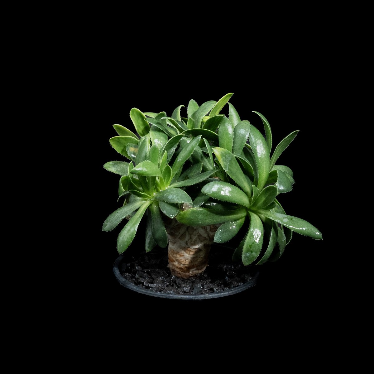 オトンナ　レトロルサ オトンナ レトロルサ / Othonna retrorsa #2 | Ducks ( plan