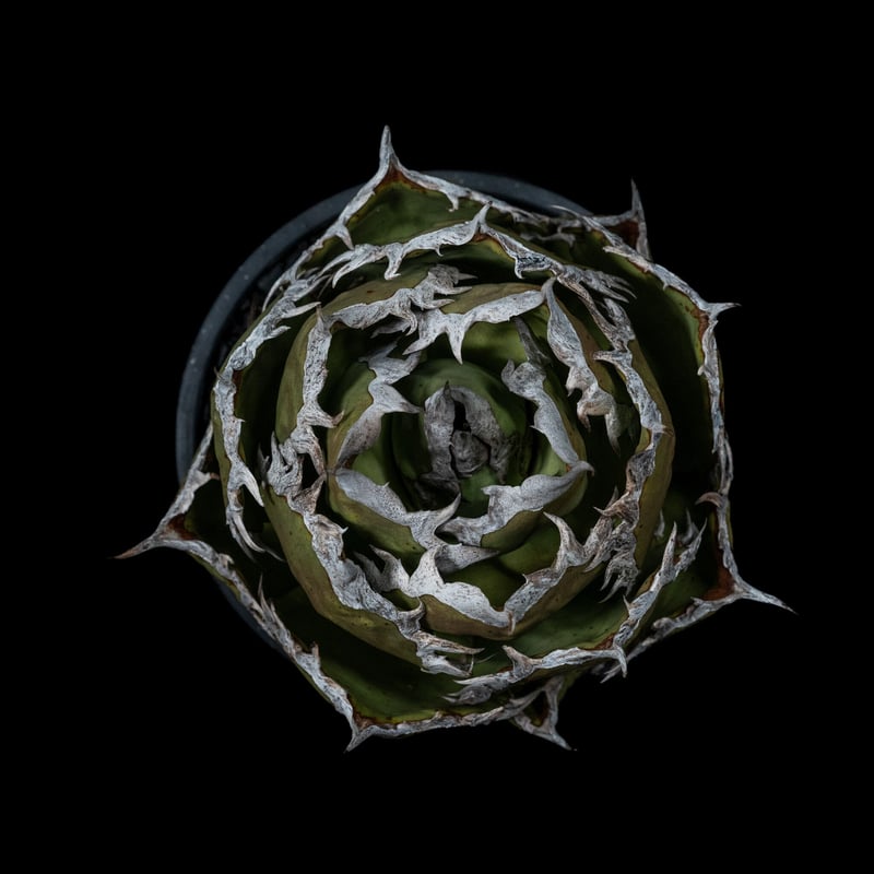 アガベ チタノタ 鯊魚劍 / Agave titanota 'Shark Sword' #1