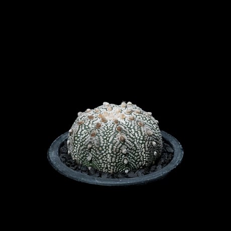 アストロフィツム アステリアス / Astrophytum asterias #3