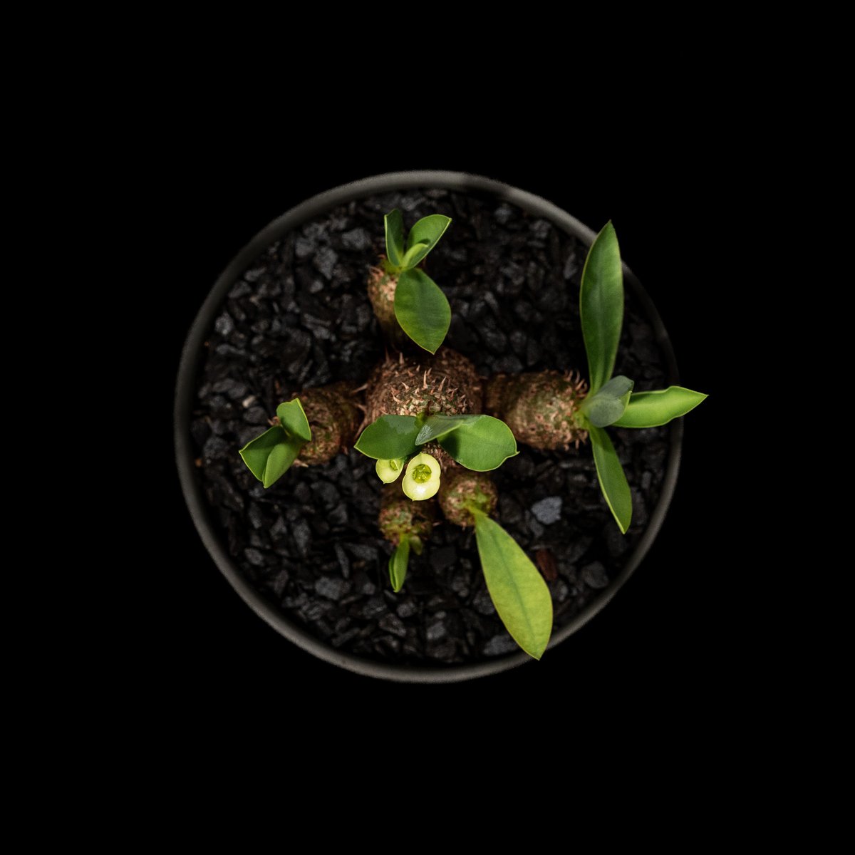 ユーフォルビア  ブレビフォリア Euphorbia brevifolia【ユーフォルビア・ブレビフォリア】 | RIMO'S