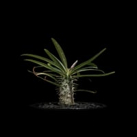 パキポディウム レアリー / Pachypodium Lealii #1 | Ducks (