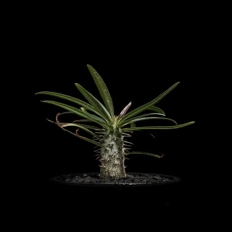 パキポディウム グラキリス / Pachypodium rosulatum var. gracilius #59