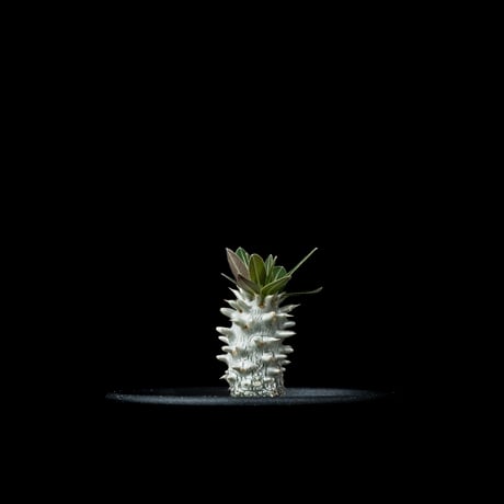 パキポディウム ホロンベンセ / Pachypodium horombense #4