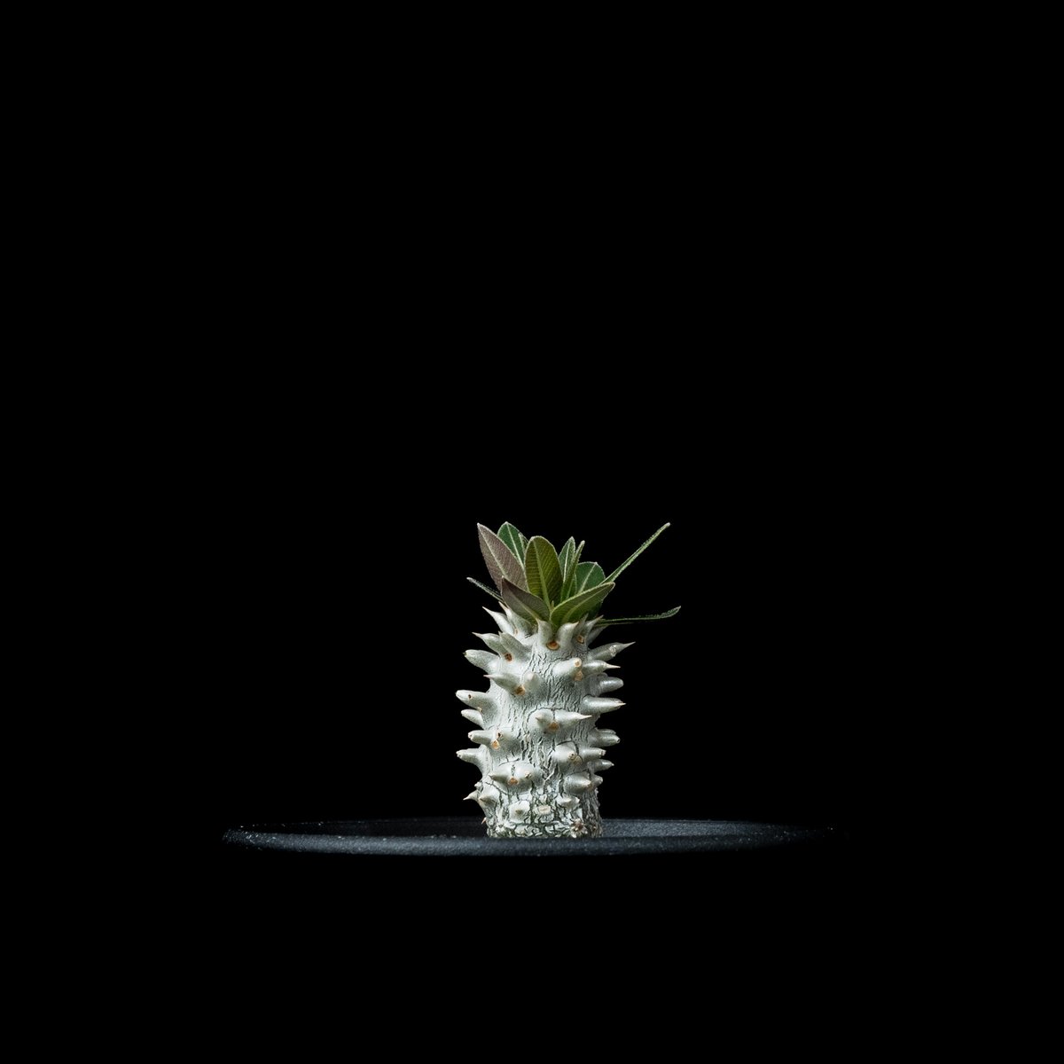 パキポディウム ホロンベンセ / Pachypodium horombense #4 | Du