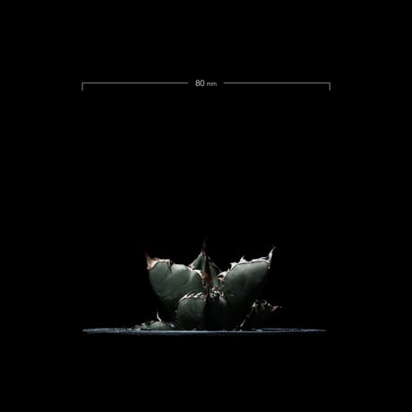 アガベ チタノタ ブラック&ブルー / Agave titanota ‘Black & Blue’ #8