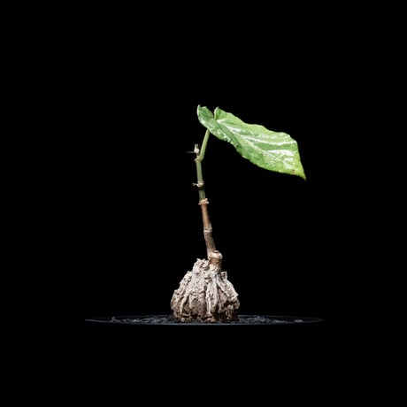 マテレア シクロフィラ / Matelea cyclophylla