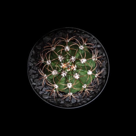 メロカクタス マタンザナス / Melocactus matanzanus #1