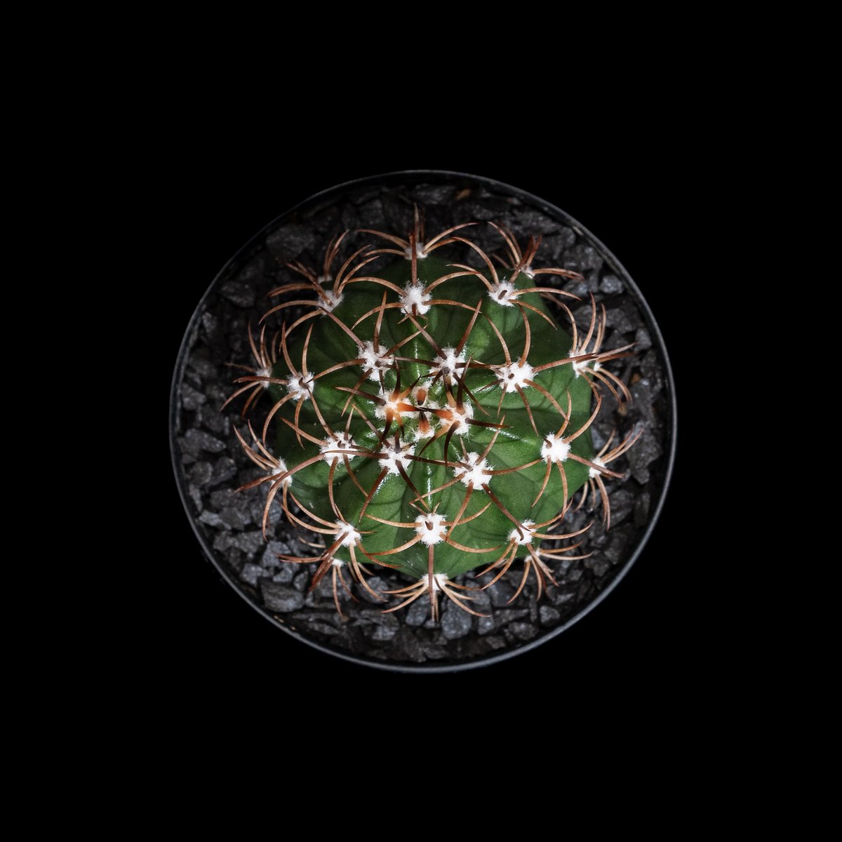 メロカクタス マタンザナス / Melocactus matanzanus #1 | Duck