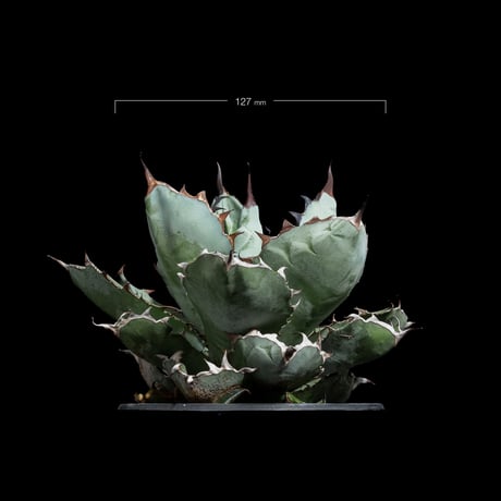 アガベ チタノタ ブラック&ブルー / Agave titanota ‘Black & Blue’ #4
