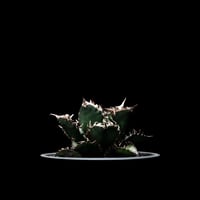 アガベ 王妃笹の雪 A型 白覆輪斑 ピンキー / Agave filifera var. co