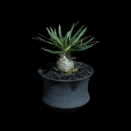 パキポディウム グラキリス / Pachypodium rosulatum var. gracilius #92