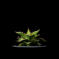 アガベ 王妃笹の雪 A型 白覆輪斑 ピンキー / Agave filifera var. co
