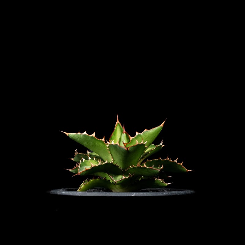 アガベ チタノタ 萬代厳竜 / Agave lophantha × titanota #1 | アガベ チタノタ 萬代厳竜 / Agave lophantha × titanota #1 |