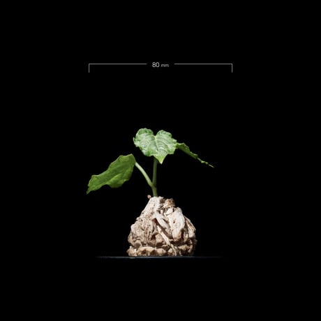 マテレア シクロフィラ / Matelea cyclophylla #3