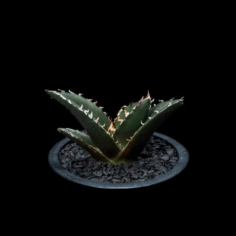 アガベ チタノタ 白鯨 / Agave titanota ‘White Whale’ #27