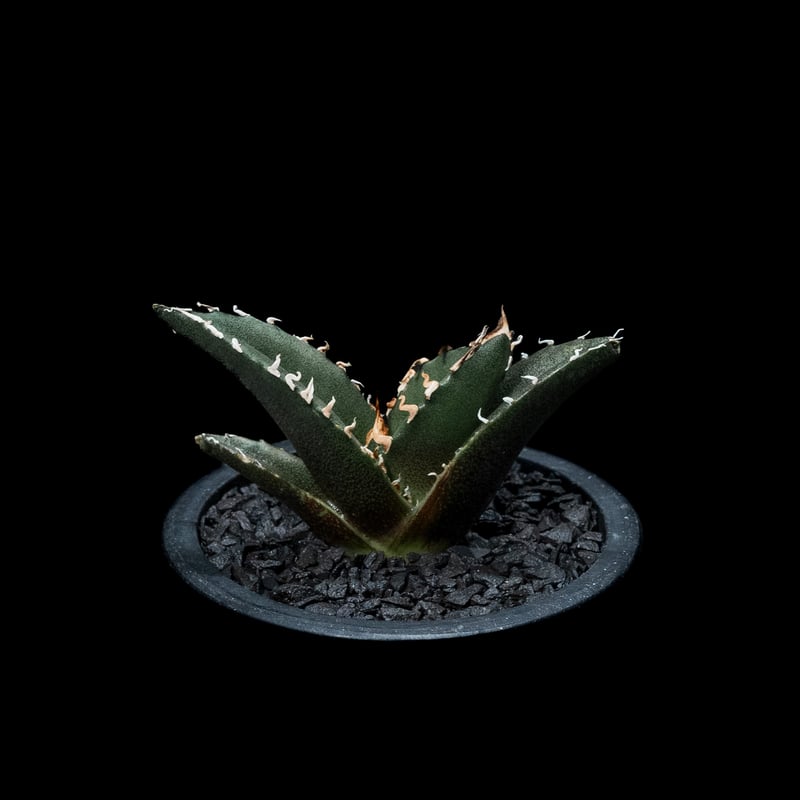 アガベ チタノタ 白鯨 / Agave titanota 'White Whale' #27 アガベ チタノタ 白鯨 / Agave titanota 'White Whale' #27