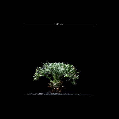 モンソニア ペニクリナム / Monsonia peniculina #3