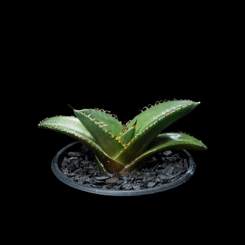 アガベ チタノタ 黒豹・ダイヤモンド / Agave titanota 'Black アガベ チタノタ 黒豹・ダイヤモンド / Agave titanota 'Black
