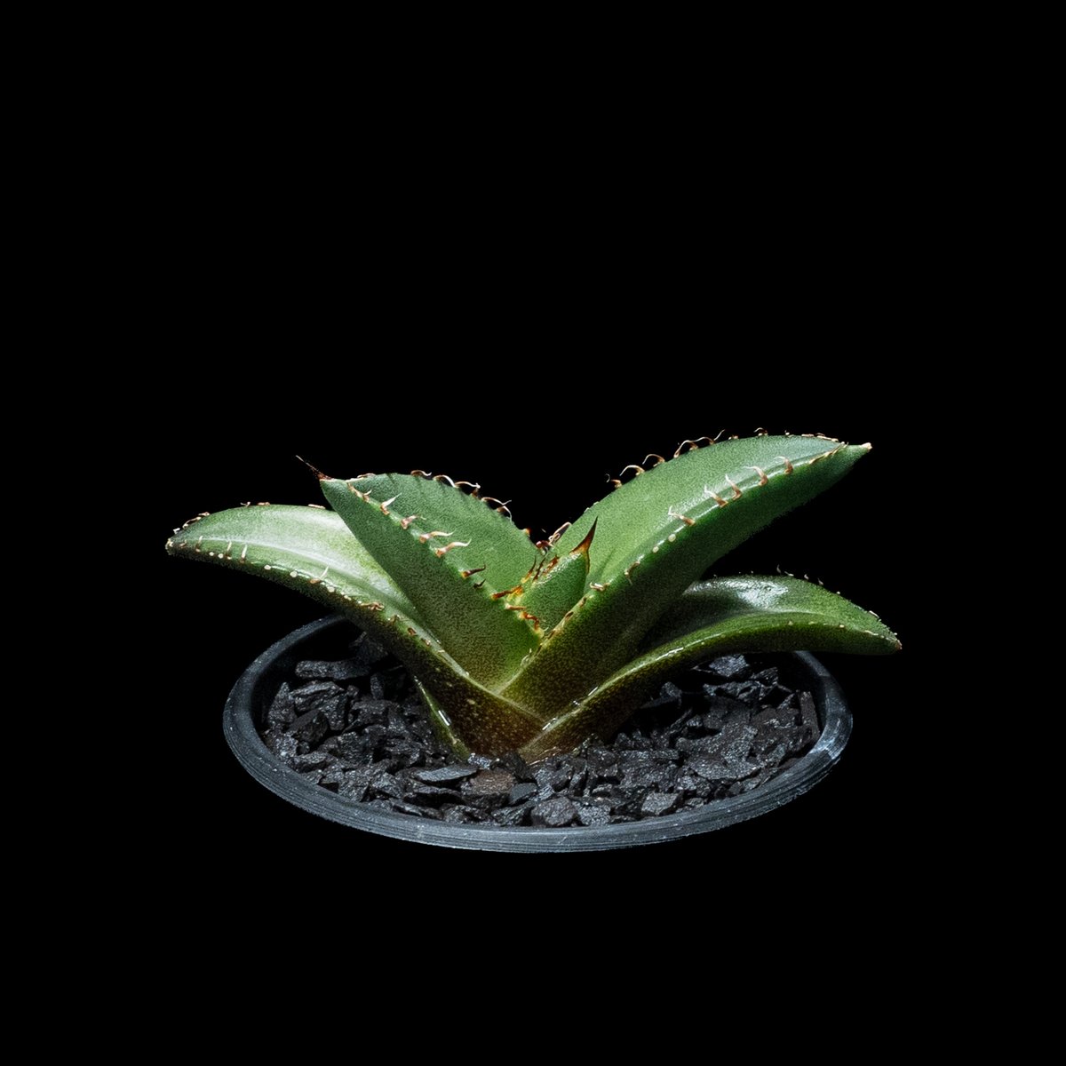 アガベ チタノタ 黒豹・ダイヤモンド / Agave titanota 'Black