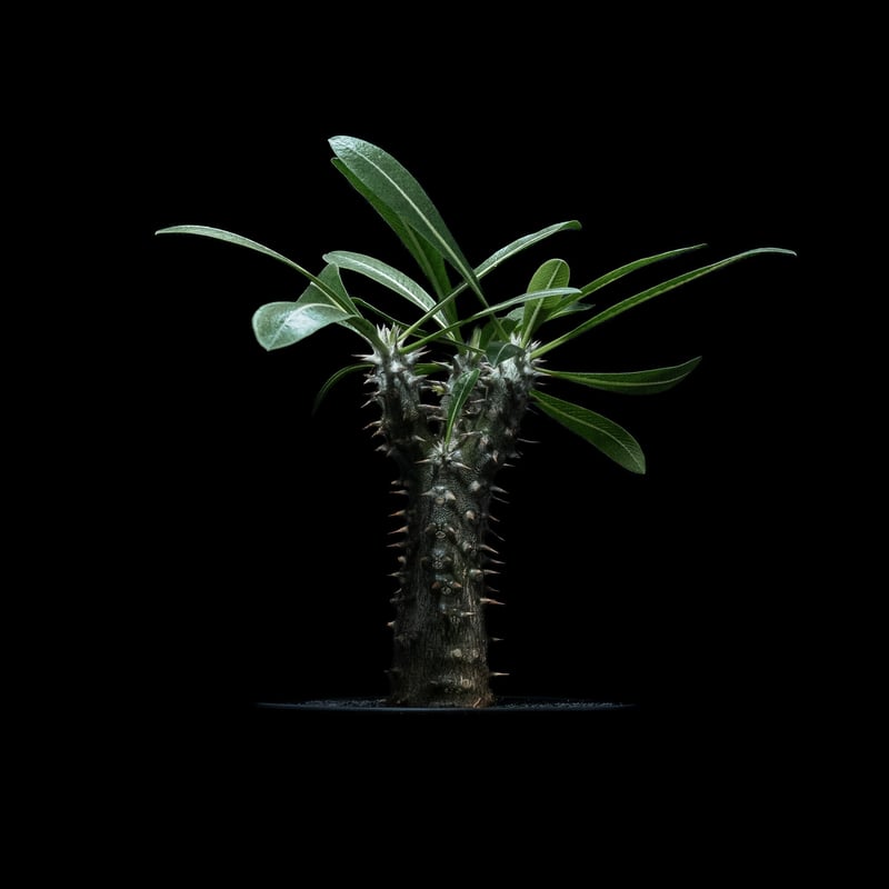 パキポディウム 伊藤ハイブリッド / Pachypodium 'Itoh Hybrid' #1