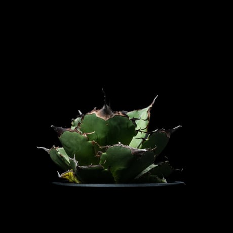 アガベ チタノタ 黒豹・ダイヤモンド / Agave titanota ‘Black Panther’ #5
