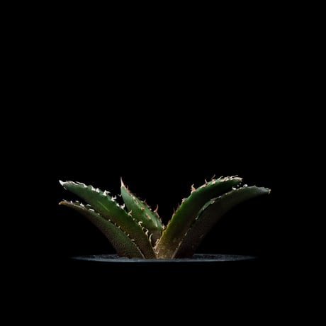 アガベ チタノタ 白鯨 / Agave titanota ‘White Whale’ #81