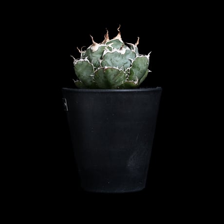 アガベ チタノタ 白鯨 / Agave titanota ‘White Whale’ #99