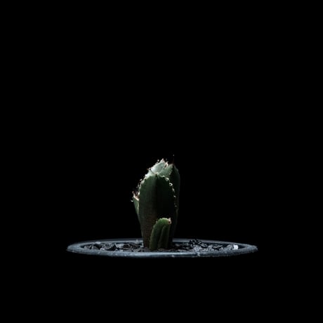 アガベ チタノタ 白鯨 / Agave titanota ‘White Whale’ #21
