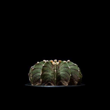 ギムノカリキウム属 フリードリッヒィ LB2178 / Gymnocalycium friedrihii LB2178 #18