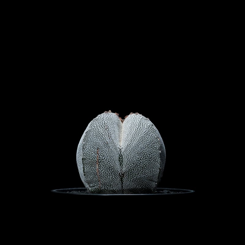 たまたま様 アストロフィツム 恩塚鸞鳳玉 / Astrophytum myriostigma 'Onzuk