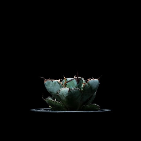 アガベ チタノタ ブラック&ブルー / Agave titanota ‘Black & Blue’ #7
