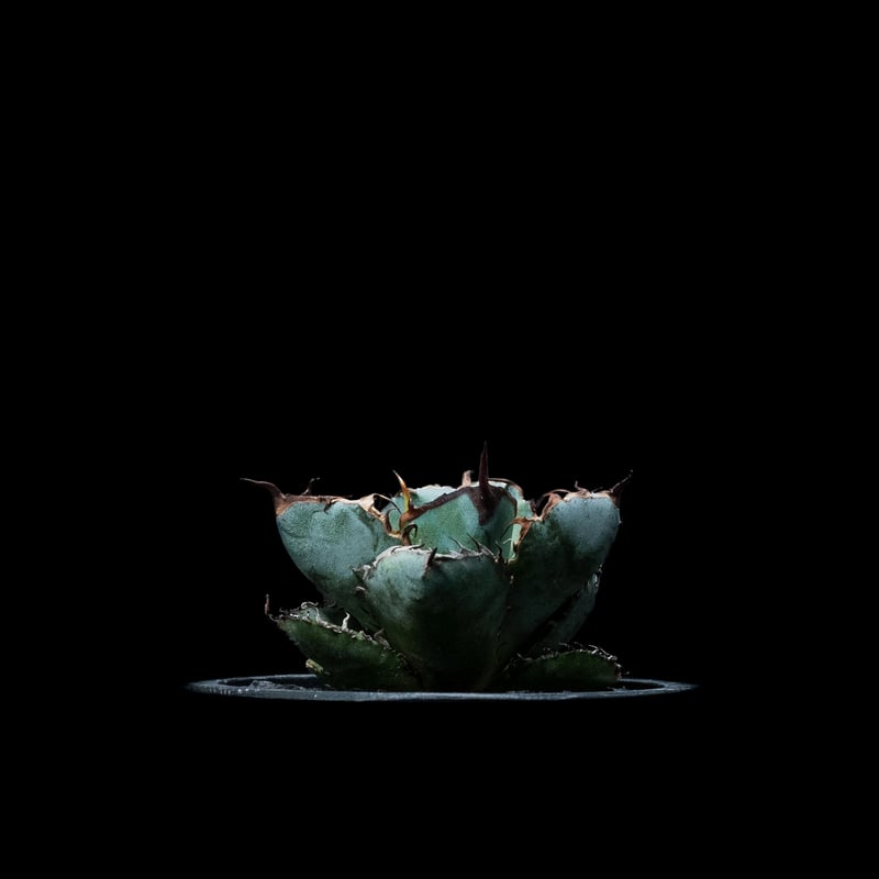 アガベ チタノタ ブラック&ブルー / Agave titanota 'Black & Blu