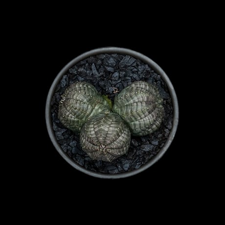 ユーフォルビア オベサ [多頭タイプ] / Euphorbia obesa f.caespitosa #3