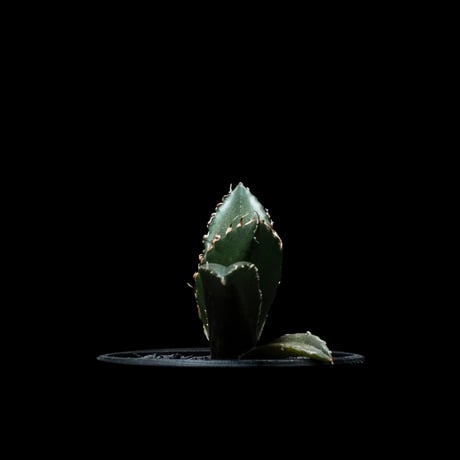 アガベ チタノタ 白鯨 / Agave titanota ‘White Whale’ #47