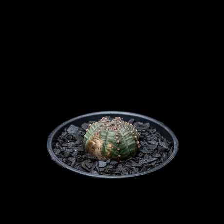 ユーフォルビア シンメトリカ (カキ仔) / Euphorbia obesa ssp. symmetrica #2