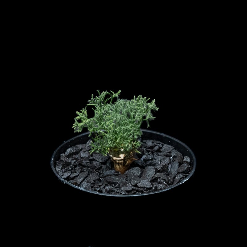 モンソニア ペニクリナム / Monsonia peniculina #27 | Ducks