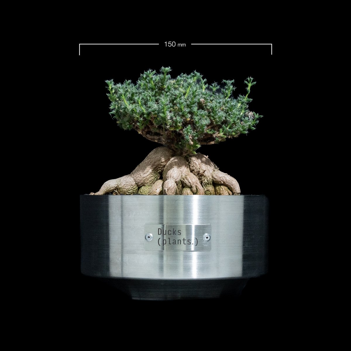 多肉植物 トリコディアデマ ブルボスム 現品 ミニサイズ トリコディアデマ ブルボスム 観葉植物 姫紅小松 可愛い コーデックス 丈夫な多肉植物 多肉植物 PF green 通販 15425543 クリーマ ハンドメイド・手作り・クラフト作品の販売サイト