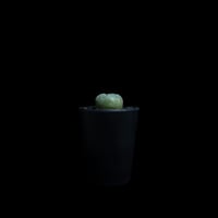 ロフォフォラ 翠冠玉 / Lophophora diffusa #1