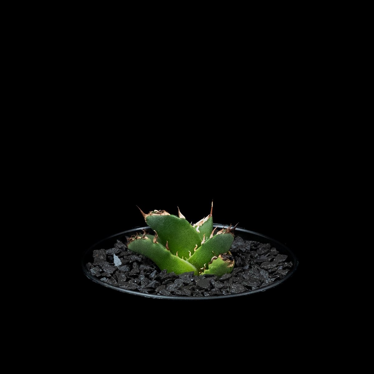 アガベ チタノタ 鬼爪 (カキ仔) / Agave titanota 'Ghost Claw' アガベ チタノタ 鬼爪 (カキ仔) / Agave titanota 'Ghost Claw'