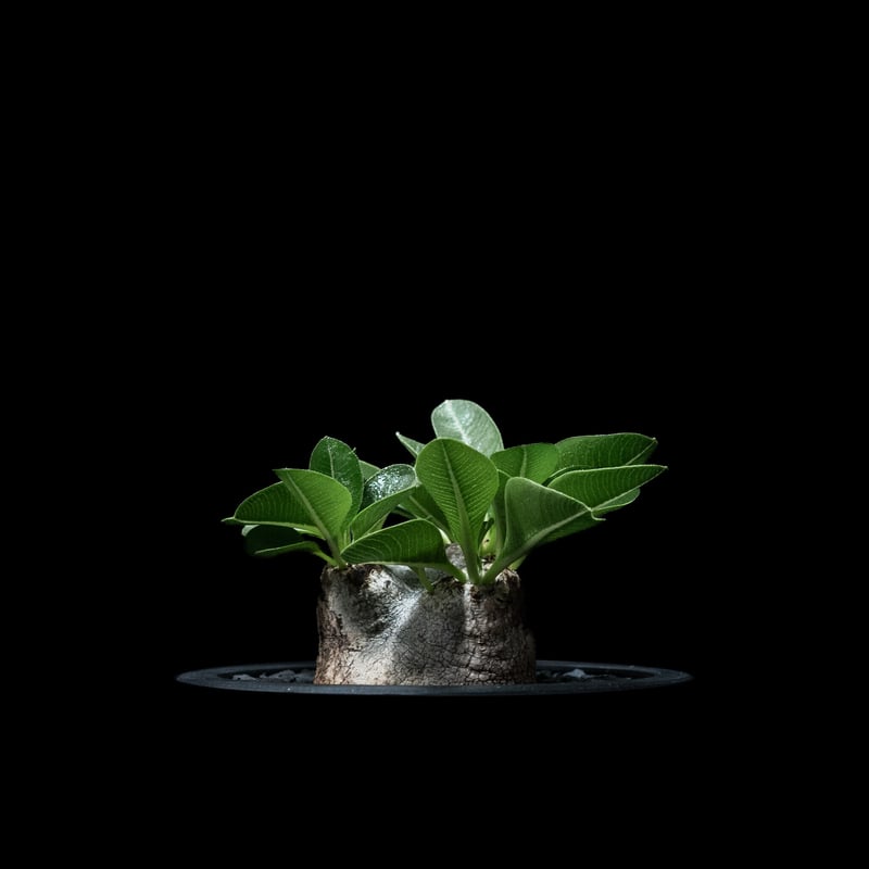 パキポディウム ブレビカウレ / Pachypodium brevicaule #6 | Du