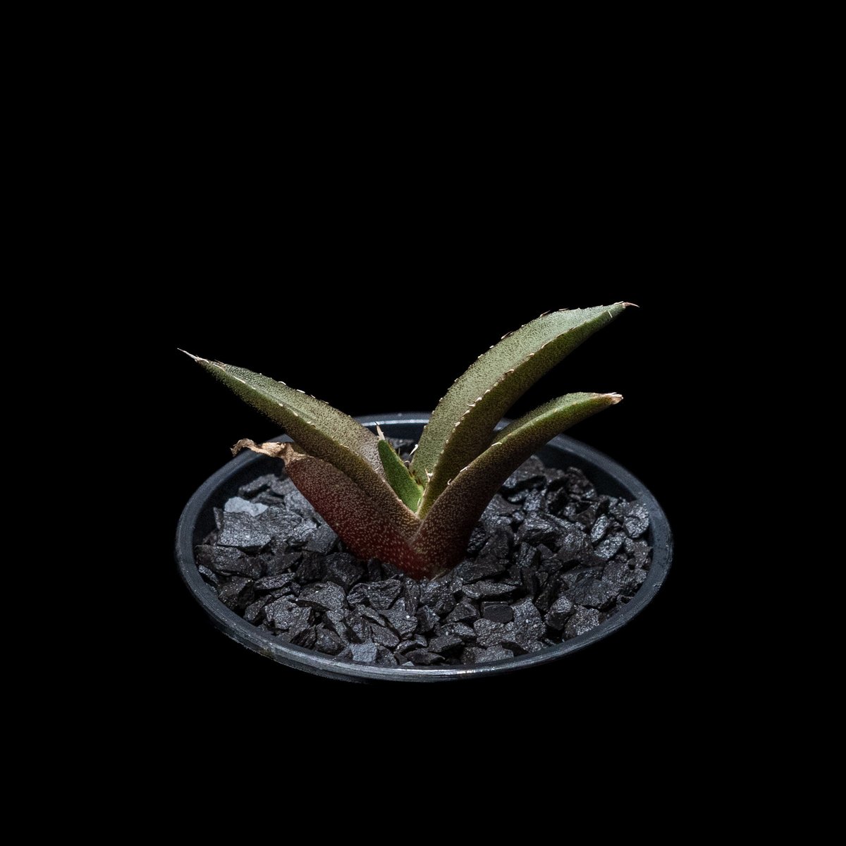 親株 アガベ チタノタ ブラックダイヤモンド 黒豹 デカ子株付 親株 アガベ チタノタ ブラックダイヤモンド 黒豹 デカ子株付