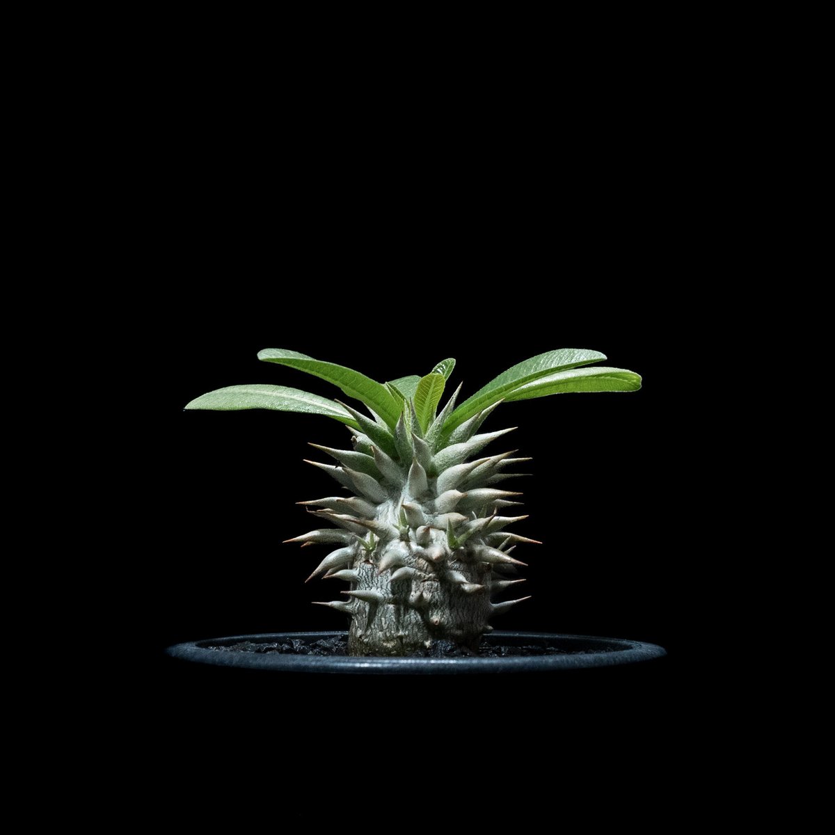 パキポディウム エブレネウム / Pachypodium eburneum #1 | Duck