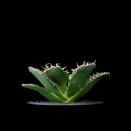 アガベ チタノタ 白鯨 / Agave titanota ‘White Whale’ #91