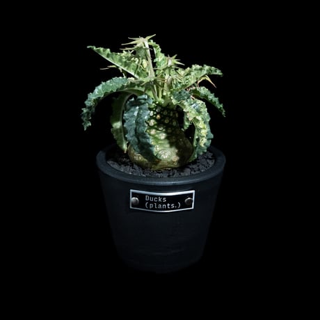 ドルステニア フォエチダ 錦 / Dorstenia foetida f. variegata #1