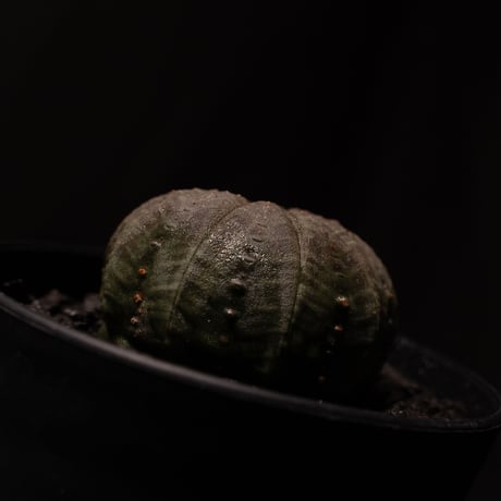 ユーフォルビア オベサ / Euphorbia obesa #2