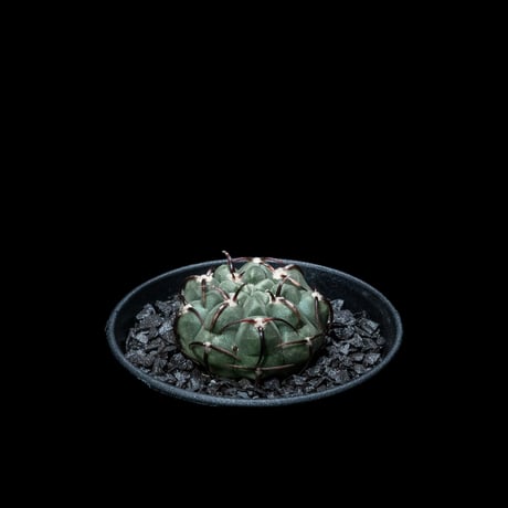 ギムノカリキウム バッテリー / Gymnocalycium vatteri
