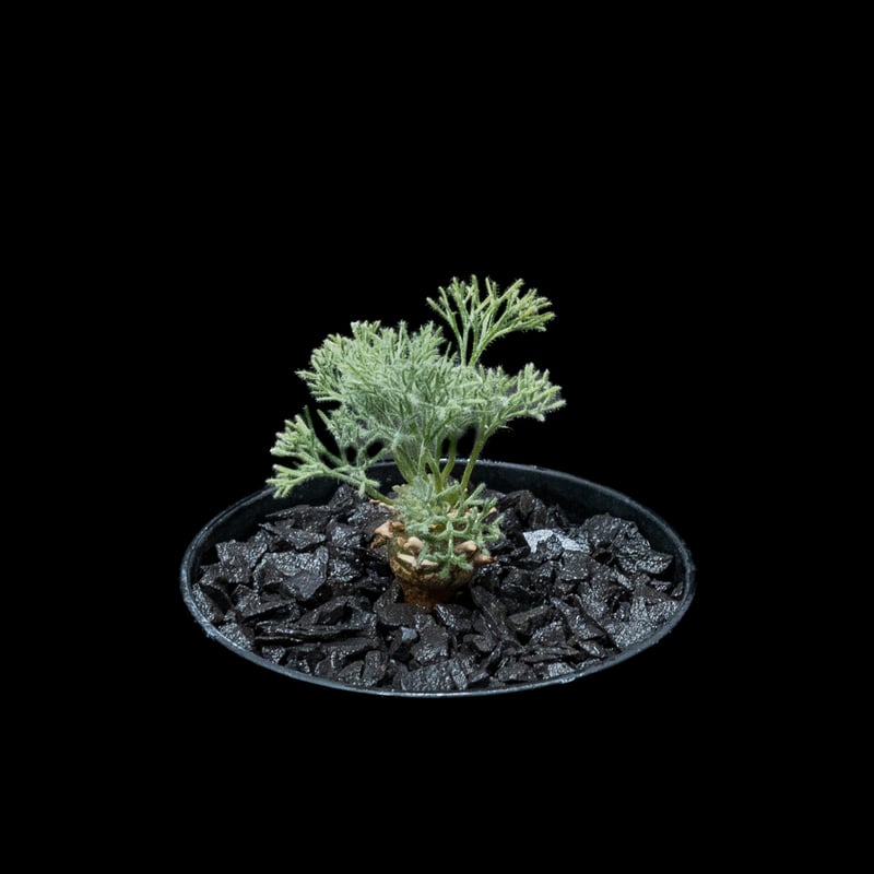 モンソニア ペニクリナム / Monsonia peniculina #20 | Ducks